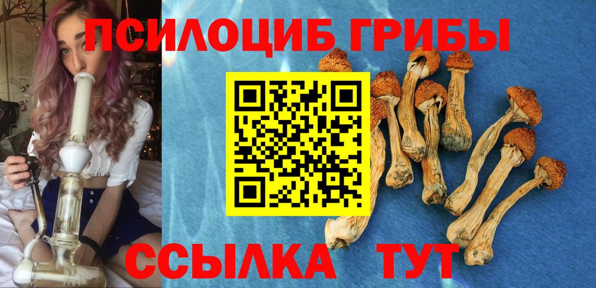 Псилоцибиновые грибы Psilocybe Шадринск